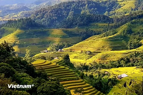 Ghé Hoàng Su Phì những ngày cuối tháng 9 đầu tháng 10, du khách có thể dễ dàng bắt gặp những "biển lúa vàng" đến tận chân trời. (Ảnh: Đỗ Hùng/Vietnam+)