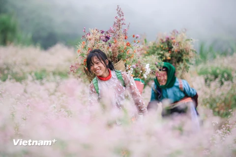 Những tháng cuối năm, mảnh đất Hà Giang trở nên thơ mộng hơn với những cánh đồng hoa tam giác mạch nở hồng rực trong nắng. (Ảnh: PV/Vietnam+)