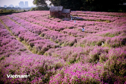 Thung lũng hoa bách nhật màu tím hồng rộng hơn 1 ha ở đường Thạch Cầu (quận Long Biên) nở rộ khiến nhiều người dân Thủ đô tìm đến. (Ảnh: PV/Vietnam+)