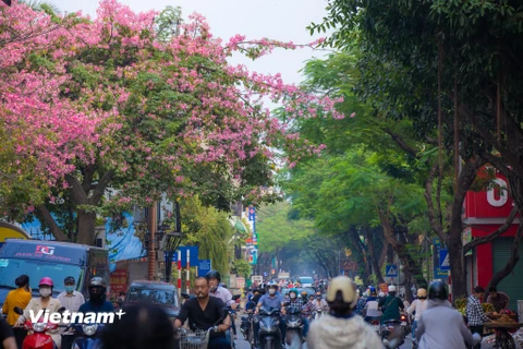 Những ngày đầu đông, người dân Thủ đô mỗi lần đi qua con phố Đội Cấn đều phải ngước lên ngắm nhìn một loài cây nở hoa sáng rực. (Ảnh: Minh Sơn/Vietnam+)