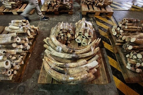 UEA thu giữ hơn 300 kg ngà voi trên đường về Việt Nam