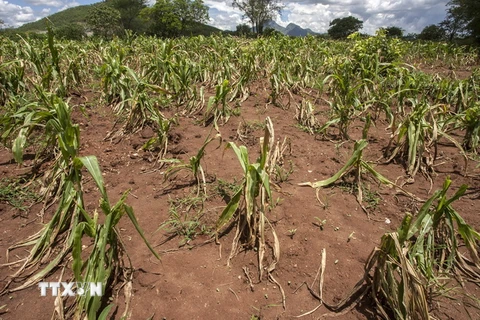 Một cánh đồng ngô khô hạn ở Blantyre, Malawi. (Nguồn: AFP/TTXVN)