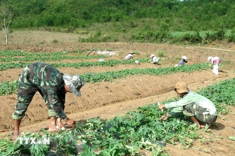 Nông dân xã Xuân Phước (huyện miền núi Đồng Xuân) chăm sóc dưa hấu 3 tuần tuổi. (Nguồn: Thế Lập/TTXVN)