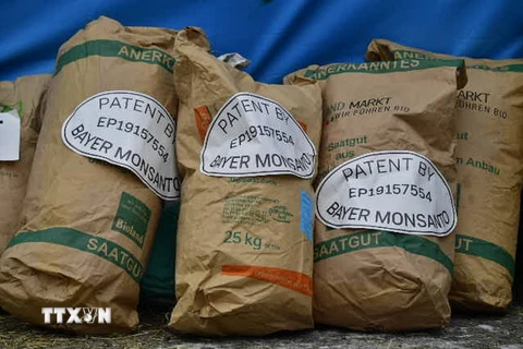 Sản phẩm hạt giống biến đổi gen của công ty Monsanto. (Nguồn: AFP/TTXVN)