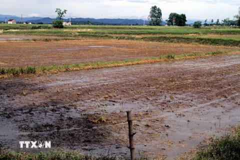 Nhiều diện tích lúa bị chết do ngập nước dài ngày trên các cánh đồng tại xã Hưng Đạo, huyện Hưng Nguyên (Nghệ An). (Nguồn: Tá Chuyên/TTXVN)