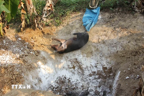 Tiêu hủy lợn của bản Hải Sơn I, xã Chiềng Khoong (huyện Sông Mã, tỉnh Sơn La) bị nhiễm bệnh dịch tả lợn châu Phi. (Nguồn: TTXVN)
