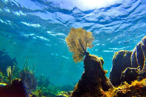 ADB đang lên kế hoạch bảo vệ đại dương trên thế giới. (Nguồn: UC Berkeley News)