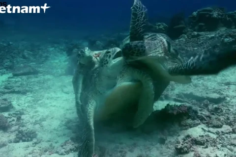 Hai cá thể rùa đực tranh giành con cái để giao phối. (Nguồn: Vietnam+)