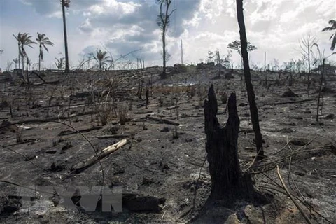 Cây cối bị thiêu rụi sau đám cháy xảy ra tại rừng mưa Amazon ở bang Para, Brazil ngày 25/8/2019. (Nguồn: AFP/TTXVN)