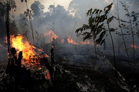 Cháy rừng tại Amazon. (Nguồn: The Washington Post)