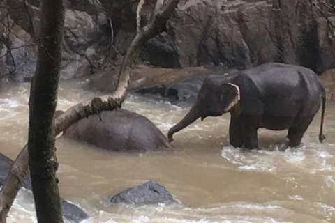 Đàn voi con bị kẹt trong dòng nước lũ. (Nguồn: The Guardian)