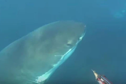 Khoảnh khắc con cá mập trắng chuẩn bị cắn thợ lặn. (Nguồn: Unilad)