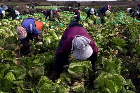 Người nông dân Hàn Quốc thu hoạch cải thảo. (Nguồn: Public Radio)