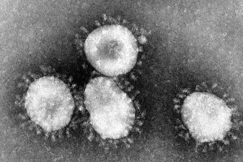 Virus corona. (Nguồn: theconversation)