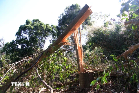 Một cây gỗ bị đổ gập giữa rừng. (Ảnh: Đặng Tuấn/TTXVN)