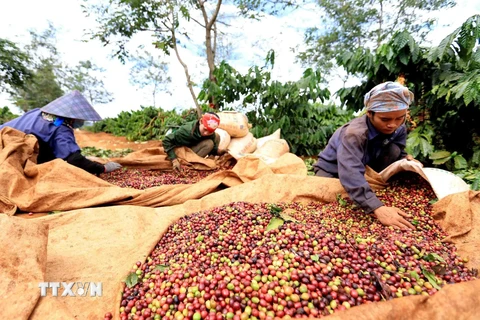 Trong ảnh: Thực hiện kế hoạch cải tạo, tái canh đến năm 2020 đạt khoảng 15.000 ha và giữ ổn định diện tích cà phê của tỉnh Gia Lai khoảng 80.000 ha, năng suất đạt từ 32 – 35 tạ/ha, sản lượng đạt khoảng 250.000 tấn. (Ảnh: Vũ Sinh/TTXVN)