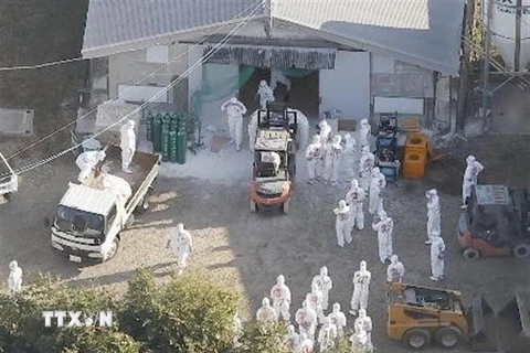 Các nhân viên trong trang phục bảo hộ tiến hành tiêu hủy hàng nghìn con gà sau khi phát hiện cúm gia cầm. (Ảnh: Kyodo/TTXVN)