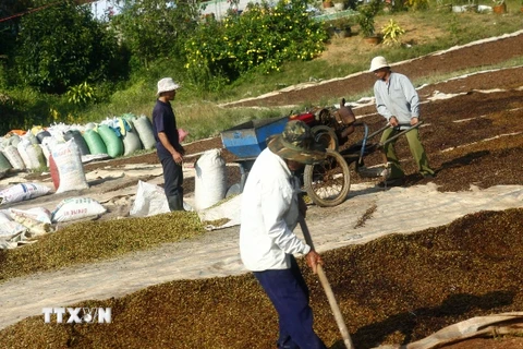 Người dân huyện Bảo Lộc, Lâm Đồng phơi và bảo quản cà phê sau thu hoạch. (Ảnh: Ngọc Hà/TTXVN).