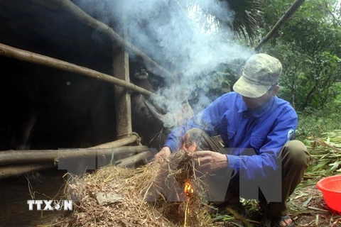 Đốt lửa sưởi ấm cho gia súc khi nhiệt độ xuống thấp. (Ảnh minh họa: Quang Cường/TTXVN)