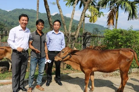 Đại diện Vietcombank Kon Tum và đại diện Sở Nông nghiệp trao tặng bò giống cho bà con xã Ngọc Tem, huyện KonPlong, tỉnh Kon Tum. (Nguồn: Vietcombank)