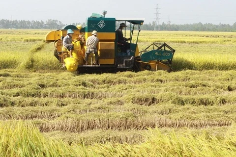 Các chuyên gia ADB cho rằng sản lượng nông nghiệp của Việt Nam vẫn thấp so với các nước láng giềng. Ảnh minh họa. (Nguồn: TTXVN)