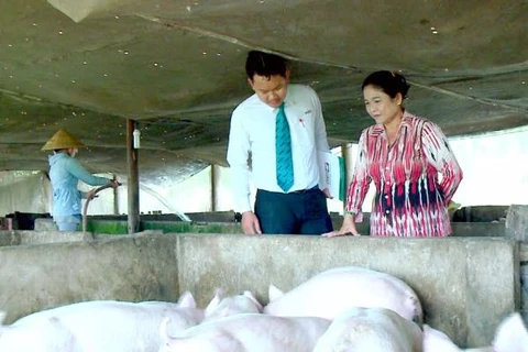 Nhân viên Kienlongbank thăm hỏi khách hàng Thái Thị Kim Hồng (Tháp Mười, Đồng Tháp) đang chăn nuôi và buôn bán lợn. (Nguồn: Kienlongbank)