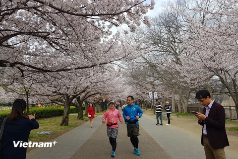 Lối đi vào lâu đài Osaka có khoảng 300 cây hoa anh đào được trồng, chủ yếu là giống Yoshino. (Ảnh: Thúy Hà/Vietnam+)