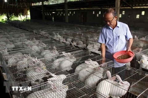 Chăn nuôi thỏ công nghệ cao tại Yên Bái để cung cấp nguyên liệu cho Nhà máy công nghệ sinh học chế dược phẩm từ thỏ tại Quế Võ, Bắc Ninh. (Ảnh: Thế Duyệt/TTXVN)