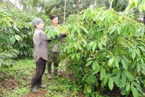 Vợ chồng anh Nguyễn Văn Dương ở thôn Đài Đồng, xã Ea Nuôl, Buôn Đôn (Đắk Lắk) chăm sóc cây càphê. (Ảnh: NHCSXH)