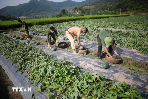Đoàn viên thanh niên công an huyện Yên Dũng (Bắc Giang) giúp bà con thu hoạch dưa hấu tại thông Vườn Tùng, xã Tiền Phong. (Ảnh: Danh Lam/TTXVN)