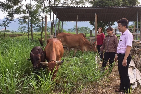 Chị Nguyễn Thị Ly ở thị trấn Chi Nê, huyện Lạc Thủy vay vốn đầu tư nuôi bò. (Ảnh: Vietnam+)