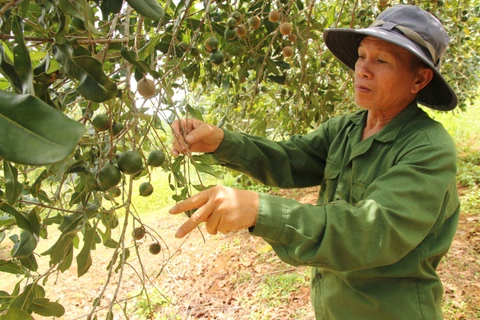 Vườn macca sai trĩu quả của gia đình ông Đặng Văn Khánh trồng từ năm 2012 đang chuẩn bị cho thu hoạch. (Ảnh: Vietnam+)