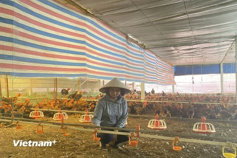 Trang trại gà nhà chị Trần Thị Vân ở xã Tam Quan, huyện Tam Đảo, tỉnh Vĩnh Phúc. (Ảnh: Vietnam+)