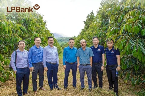 Lãnh đạo LPBank cùng đại diện tập đoàn Hoàng Anh Gia Lai tại một trang trại trồng cây sầu riêng. Ảnh: CTV/Vietnam+)