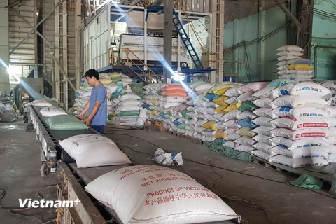 Ngân hàng Nhà nước yêu cầu đẩy mạnh cho vay thu mua, kinh doanh lúa, gạo. (Ảnh: PV/Vietnam+)