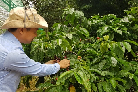 Nông nghiệp Việt Nam tỏa sáng trên toàn cầu. (Ảnh: PV/Vietnam+)