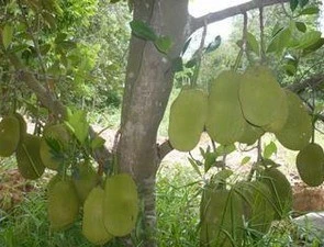 Một cây mít ở Kiên Giang cho tới 350 quả