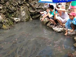 Suối cá Cẩm Lương đông khách thăm quan cả những ngày mưa. (Ảnh: Quỳnh Trang/Vietnam+)