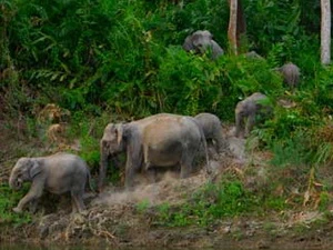 Đàn voi khoảng 10 cá thể ở Đồng Nai đang đứng bên bờ tuyệt chủng. Ảnh minh họa. (Nguồn: Internet) 