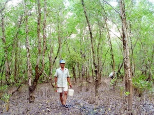 Một dự án trồng rừng ngập mặn. (Nguồn: cand.com.vn)