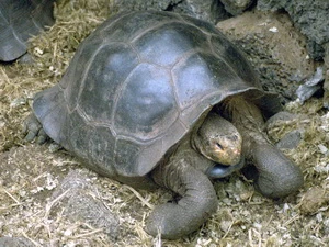 Rùa ở Galapagos. (Nguồn: ilankelman.org)
