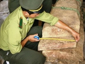Một phần trong số gỗ sưa bị lâm tặc đốn hạ tại Quảng Bình. (Nguồn: Giadinh.net.vn)