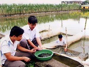 Sản xuất cá giống. (Ảnh minh họa: Huy Hùng/TTXVN)