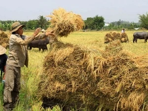 Thu hoạch lúa ở Đồng bằng sông Cửu Long. (Ảnh: Duy Khương/TTXVN)