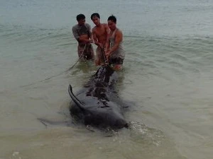 Một con cá voi bị mắc lưới. (Ảnh: Mạnh Thành/Vietnam+)