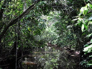 Rừng Amazon. (Nguồn: AP)