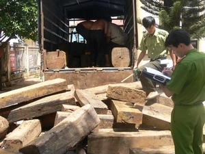 Một vụ vận chuyển gỗ trái phép bị phát hiện. (Nguồn: Vietnam+)