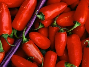 Ninh Thuận ký thỏa thuận phát triển vùng trồng ớt