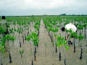 Thừa Thiên-Huế trồng thêm 20 hecta rừng ngập mặn