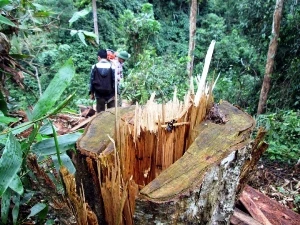 Cây gỗ quý lâu năm bị lâm tặc chặt phá do rừng không được bảo vệ. (Ảnh minh họa: Nguyễn Văn Trình/TTXVN)